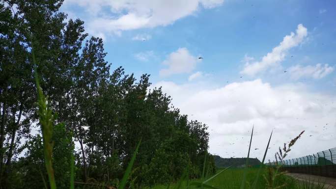 蓝天白云空中很多蜻蜓飞舞4
