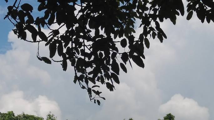 夏日蓝天白云树枝树叶植物实拍 (14)