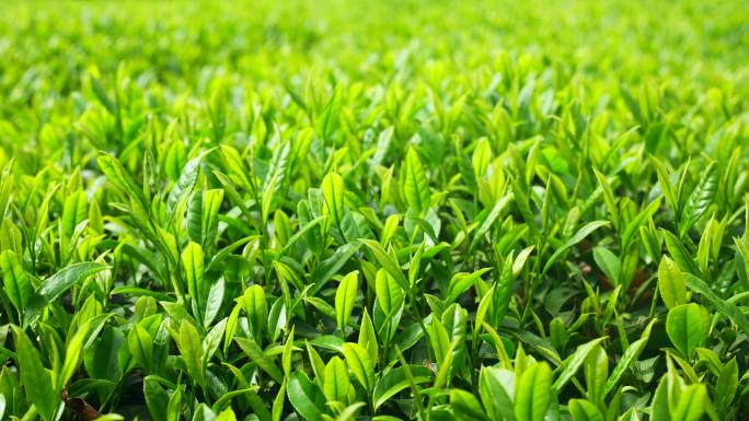 春天春季春茶茶叶茶山明前茶茶园实拍