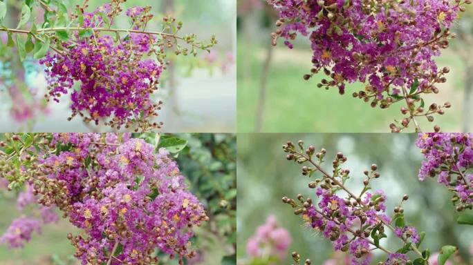 紫薇花、夏紫薇、蜜蜂