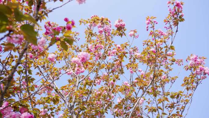 春天粉色樱花立春风景空境4K高清