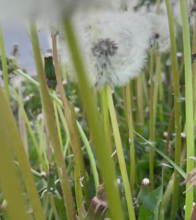 田野上白色的蒲公英随风飘荡