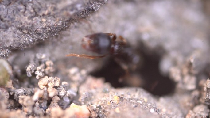 蚂蚁 团队合作  生物多样性