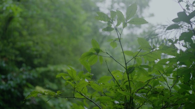 雨落在森林里的绿叶上