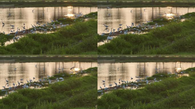 4K一群白鹭在水边栖息