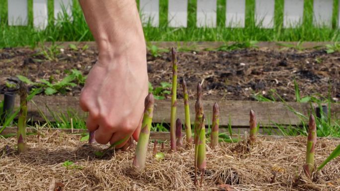在自家花园里收割芦笋的特写。在一个阳光明媚的夏日，一种美味的蔬菜生长在花园的床上。手撕芦笋