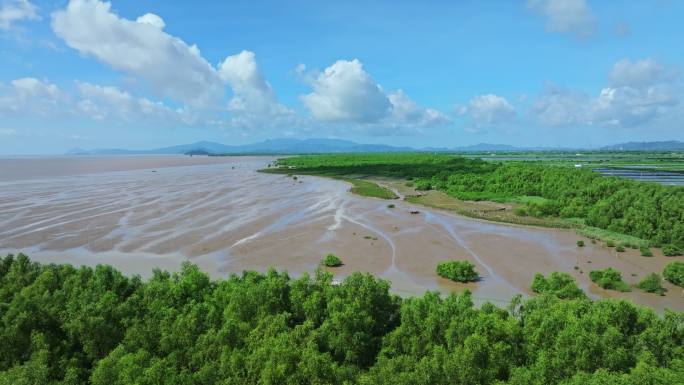 4k广东江门新会银湖湾湿地公园红树林航拍