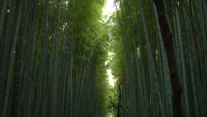 仰望京都岚山的竹林小径