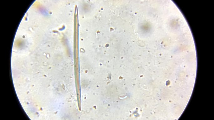 海绵骨针显微镜放大 (2)