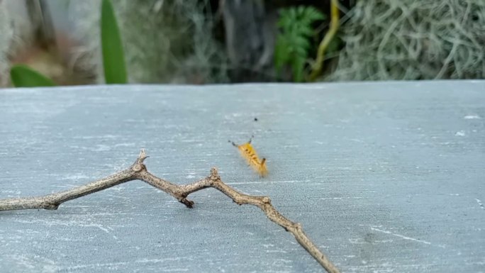 一只可可竹蛾仍以毛虫的形状行走