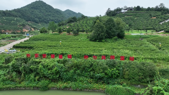 浙江金华磐安玉山古茶场茶山茶园共同富裕