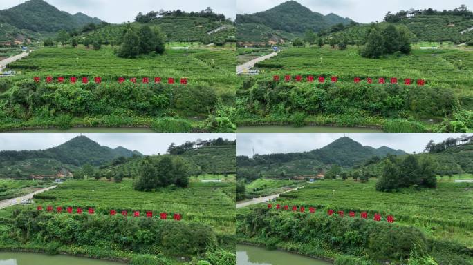 浙江金华磐安玉山古茶场茶山茶园共同富裕