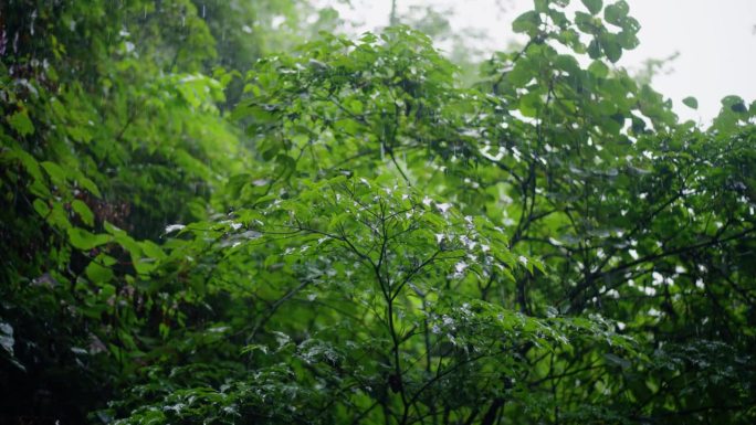 雨落在森林里的绿叶上