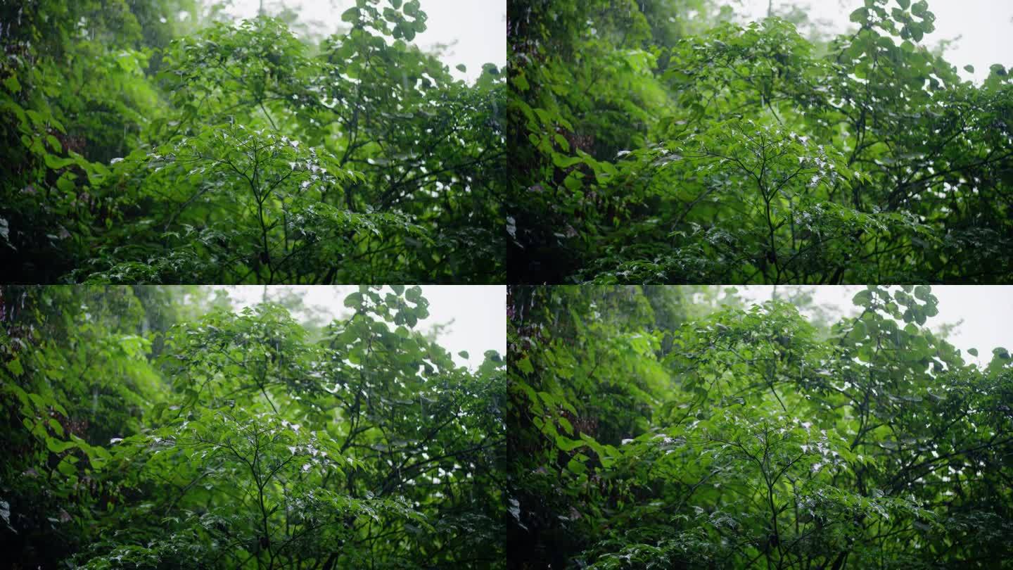 雨落在森林里的绿叶上