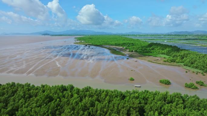 4k广东江门新会银湖湾湿地公园红树林航拍