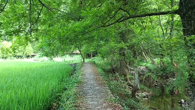 8月稻田 水稻19