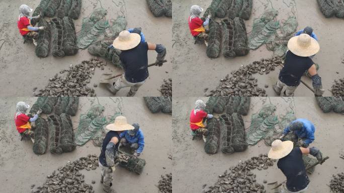实拍渔民整理海鲜生蚝 (1)