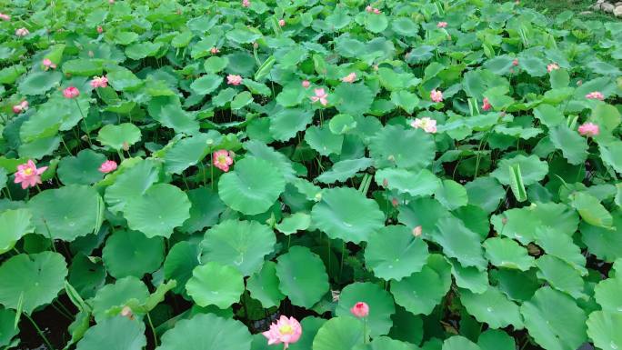 苍山洱海 湖光山色 荷花池 莲 荷叶莲花