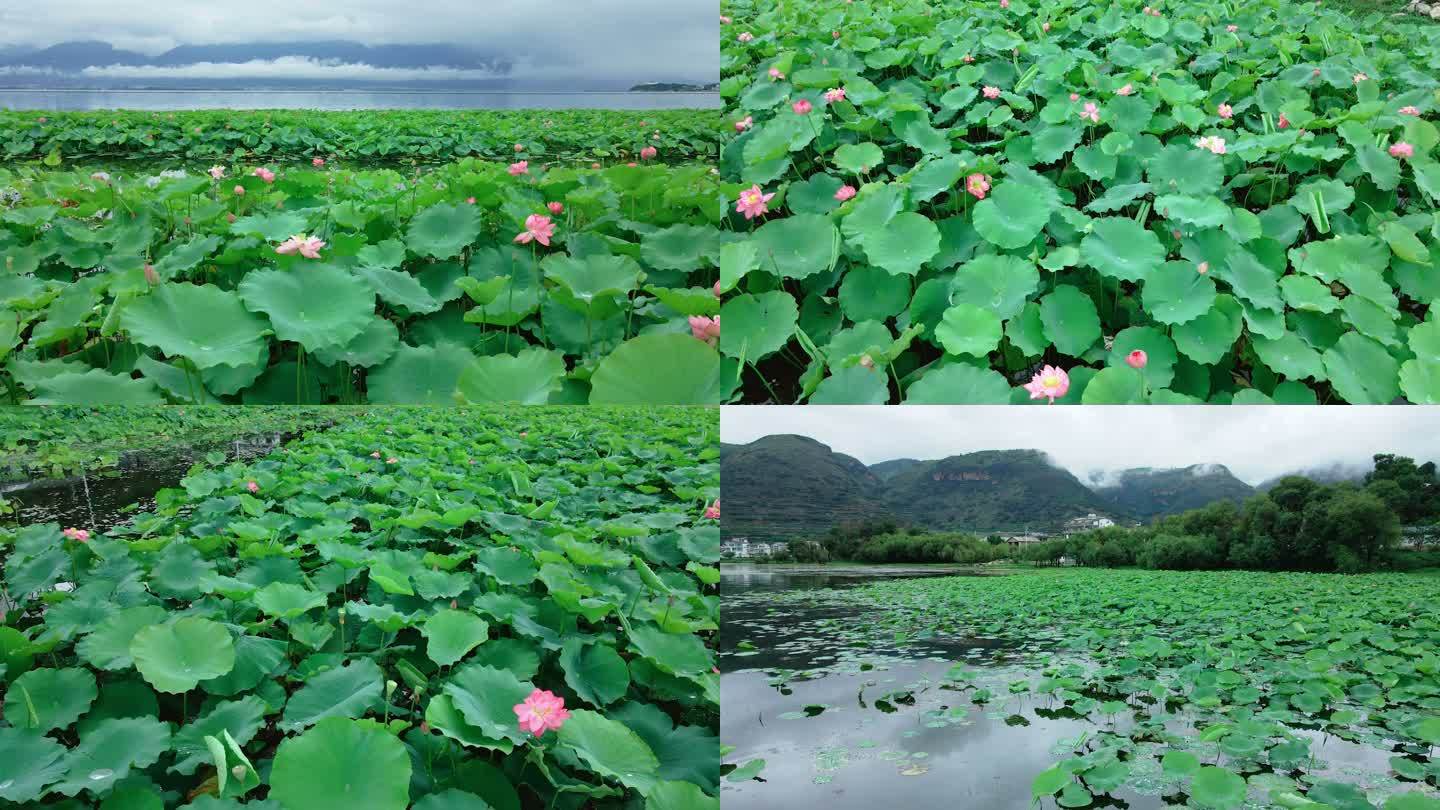 苍山洱海 湖光山色 荷花池 莲 荷叶莲花