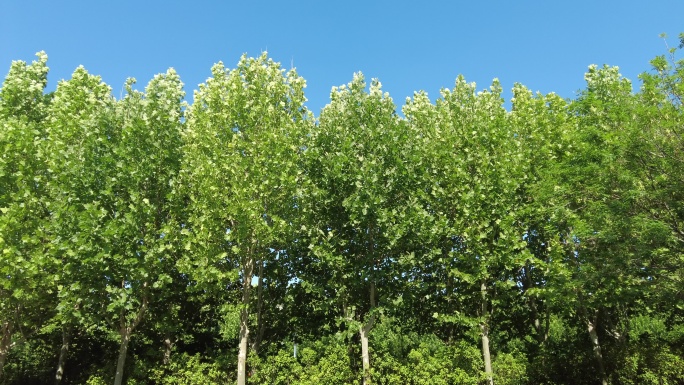 夏日蓝天树枝树叶植物实拍枫叶 (9)