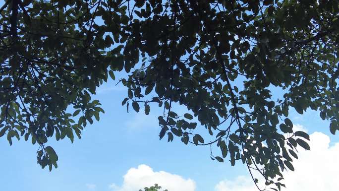 夏日蓝天白云树枝树叶植物实拍 (5)