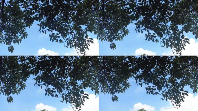 夏日蓝天白云树枝树叶植物实拍 (5)