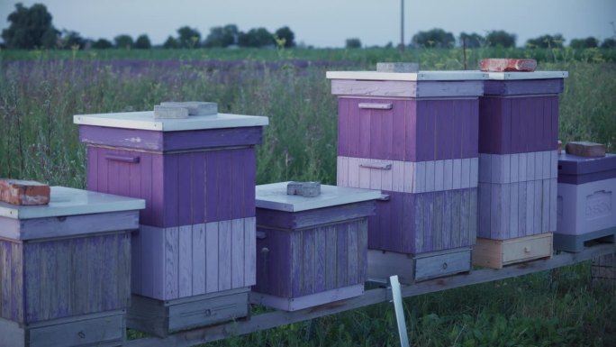 草地上一排排五颜六色的蜂箱