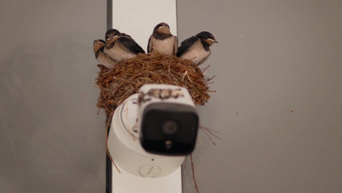 小燕子窝在监控摄像机上方的鸟巢里。城市环境中的鸟类。房子入口上方的监控摄像头。2023年7月22日，