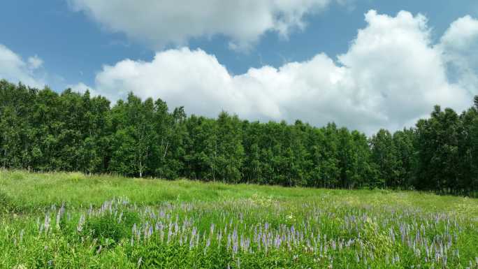 航拍林间草甸野花盛开