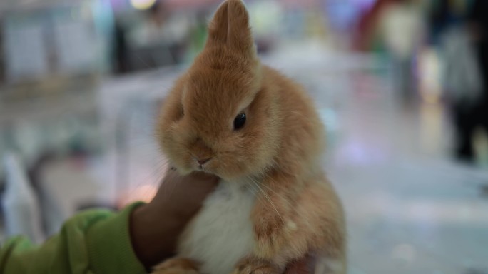 销售员展示可爱的兔子