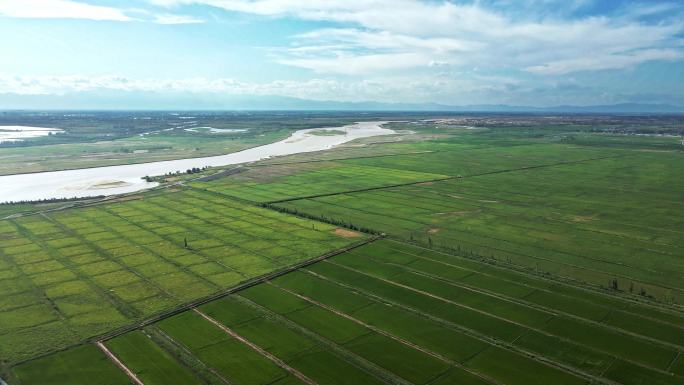 黄河农业生态稻田-平原大地河流
