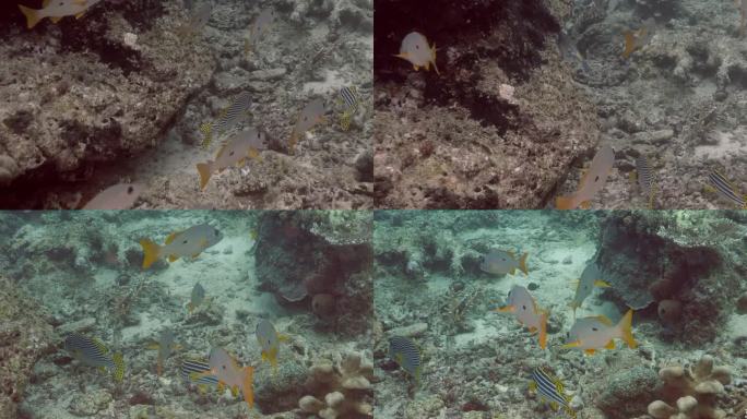 在西巴丹岛的珊瑚礁上，红鲷鱼(Lutjanus russellii)、斜带甜唇鱼(Plectorhi