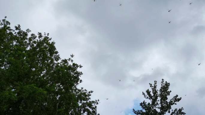 蓝天白云空中很多蜻蜓飞舞3
