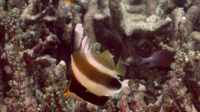 在西巴丹岛有大量被囊动物的鹿角目分支中的锦旗鱼(Heniochus chrysostomas)