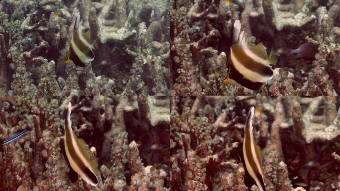 在西巴丹岛有大量被囊动物的鹿角目分支中的锦旗鱼(Heniochus chrysostomas)