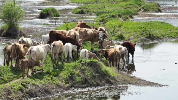 一群牛在河边栖息