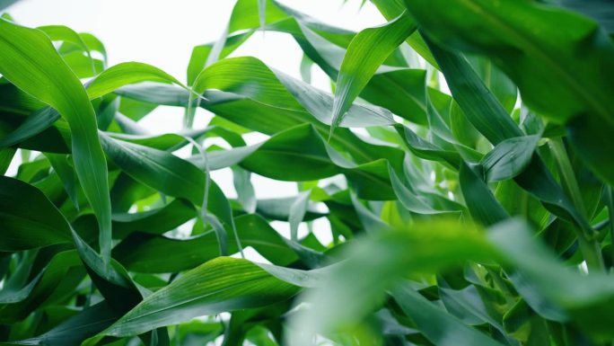 玉米叶夏日国外外国视频素材玉米种植