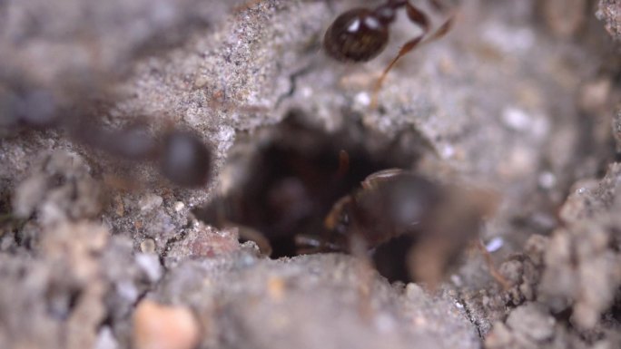蚂蚁 团队合作  生物多样性