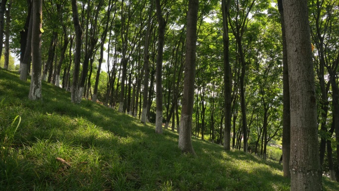8K树林森林夏日阳光实拍19