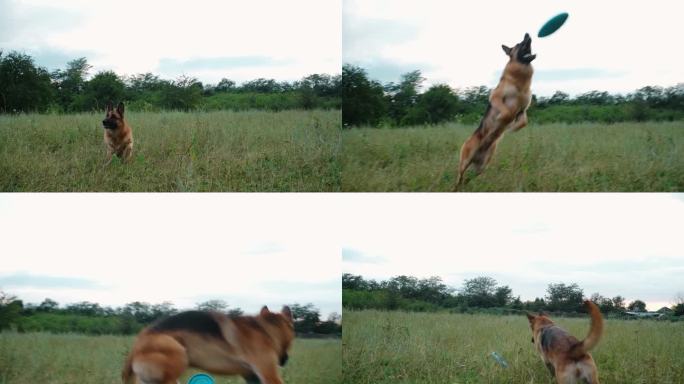一只德国牧羊犬和主人玩耍，跳起来试图抓住一个飞盘。日落时分，在夏日公园里与宠物一起散步。一只狗正在玩