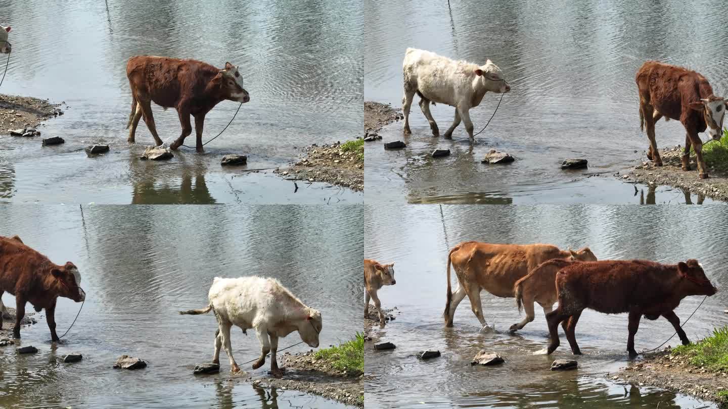 一群牛排队过河