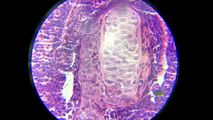 放大观察鱼鳃细胞 (2)