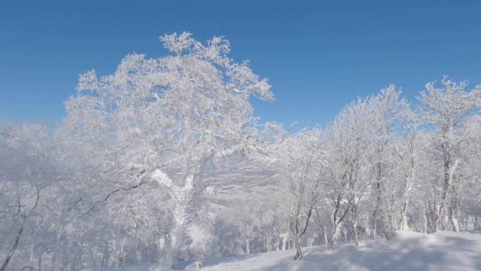 滑雪穿过白雪皑皑的森林冬季景观