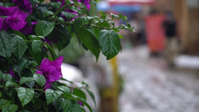 雨后的海宴村街道游客