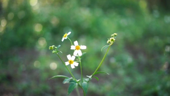 拜登在花园里摘下一朵花