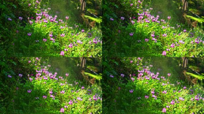 春天浪漫美丽的紫云英花海花朵自然田园风光