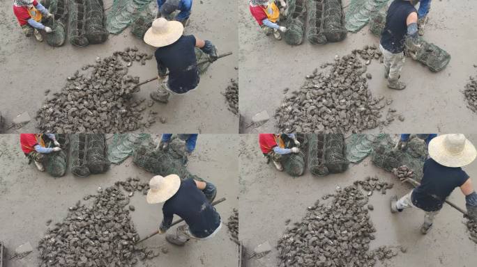 实拍渔民整理海鲜生蚝 (4)