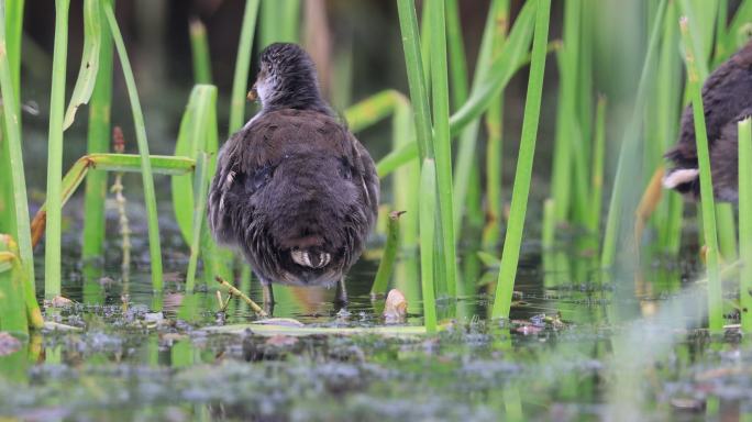 黑水鸡幼鸟在湿地里梳理羽毛