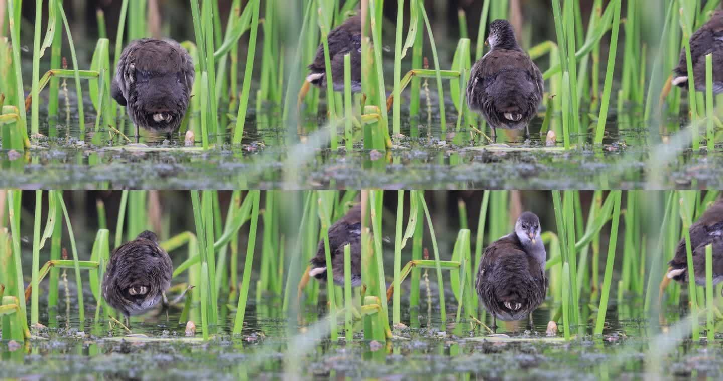 黑水鸡幼鸟在湿地里梳理羽毛