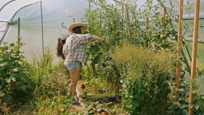 SLO MO自然的完美:年轻的女农民确保夏季温室的高品质西红柿